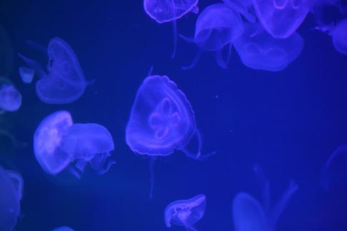 jellyfish 31
