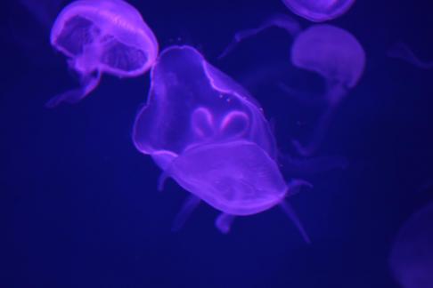 jellyfish 32