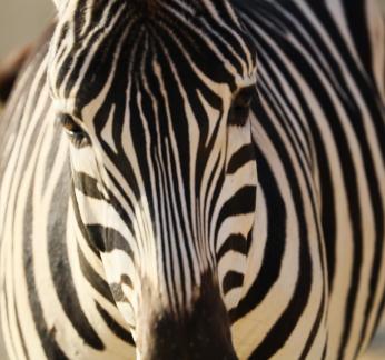 zebra 7