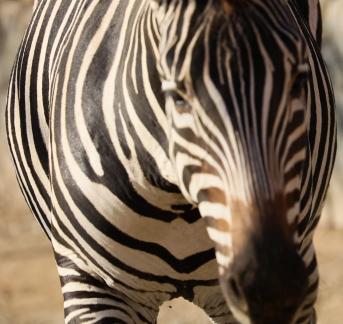 zebra 4