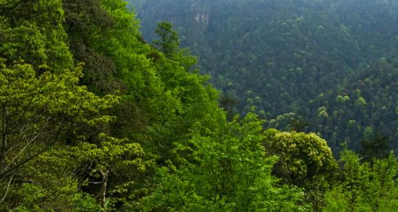 Thick greenery in the mountains 1