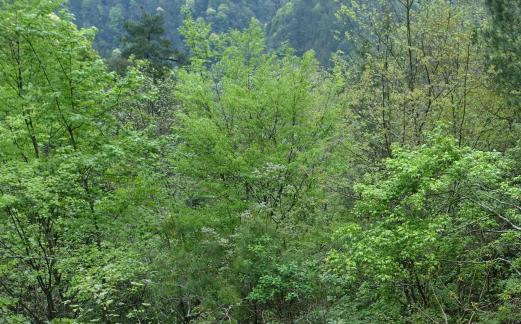 Thick greenery in the mountains 2