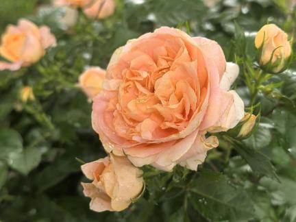 Pink roses after rain 1