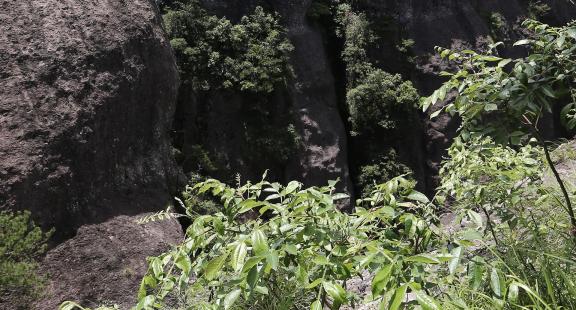 Mountain vegetation 1