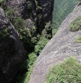 Mountain vegetation 2