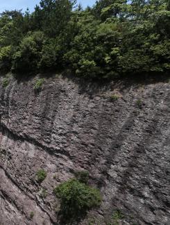 Mountain vegetation 4