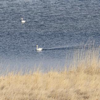 Middle reaches of Swan Lake 12