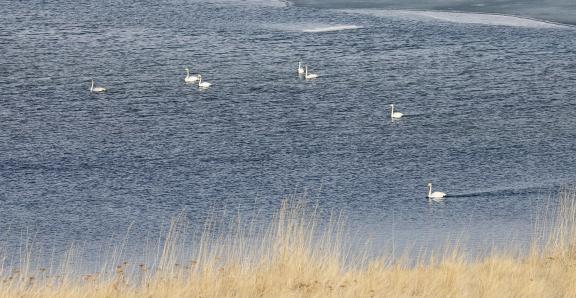 Middle reaches of Swan Lake 13