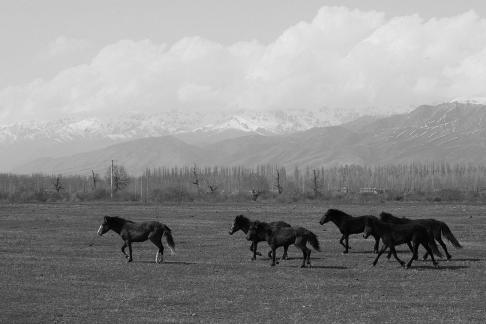 Grassland horse ranch 13