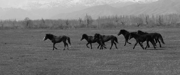 Grassland horse ranch 14