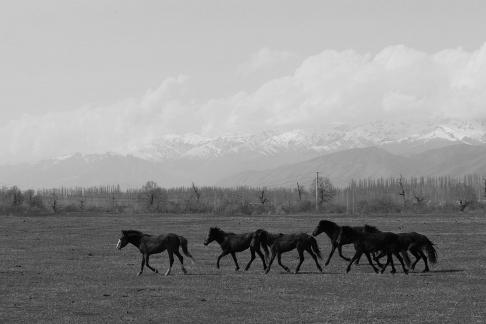 Grassland horse ranch 15