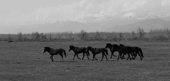 Grassland horse ranch 16