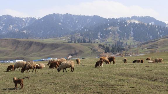 Grassland horse ranch 1