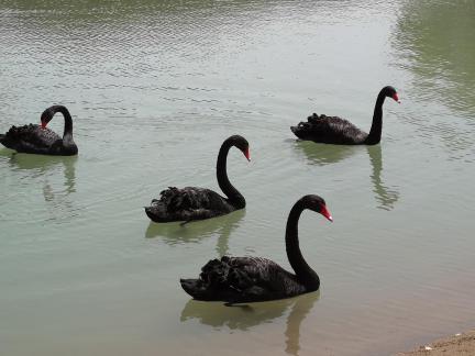 The Land of Black Swans 6