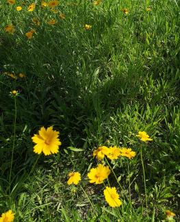 Brilliant mountain flowers 5