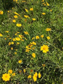 Brilliant mountain flowers 6