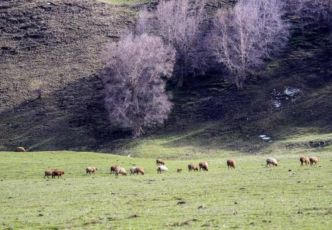 High mountain pasture 6
