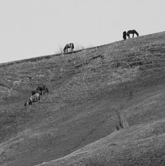 High mountain pasture 2