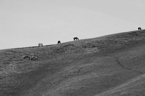 High mountain pasture 4