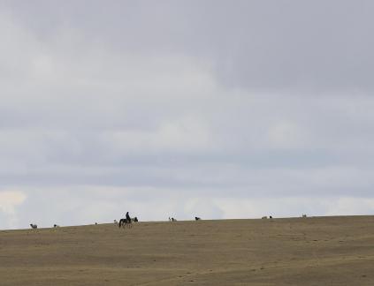 High mountain pasture 15