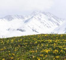 Cold Sky Yellow Flower 6