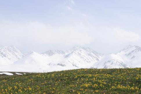 Cold Sky Yellow Flower 7