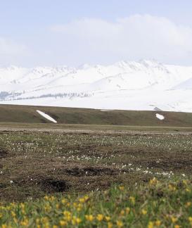 Cold Sky Yellow Flower 8