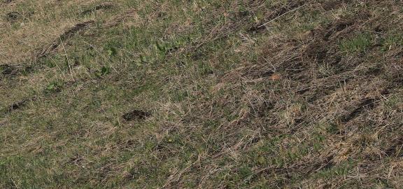 Winter Green Space 1