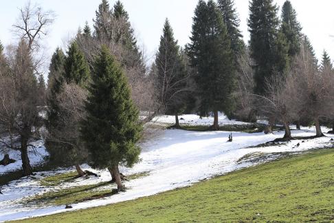 Cold Mountain Green Shadow 15