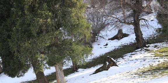 Cold Mountain Green Shadow 18