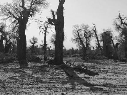 Desert tree shadow 9