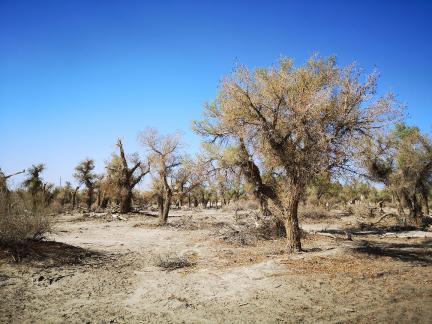 Desert tree shadow 8