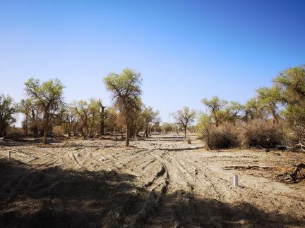 Desert tree shadow 2