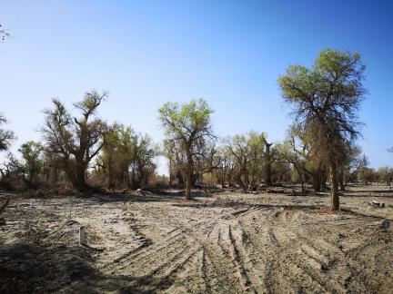 Desert tree shadow 4