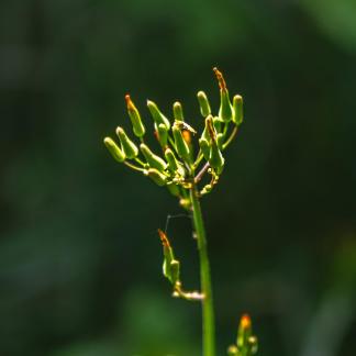 Wildflowers in urban weeds 3