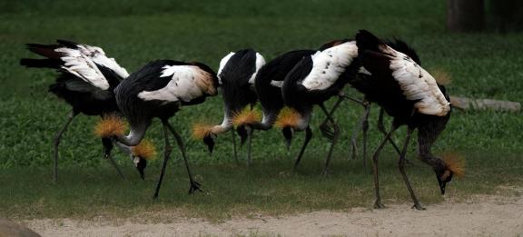 The Feathered Crane Family