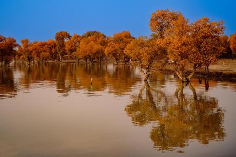 Zepkin Lake Populus euphratica