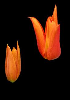 Floating tulips