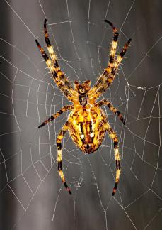 Spider 5