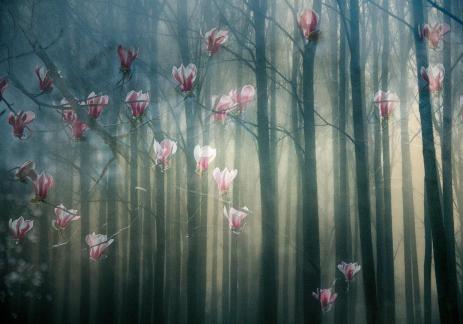 Tree Shadows and Flowers