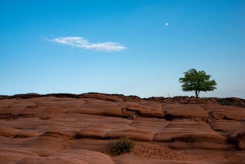 Wave Valley and Trees