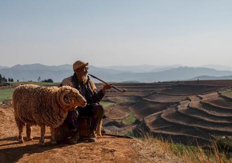 The Old Man and the Sheep