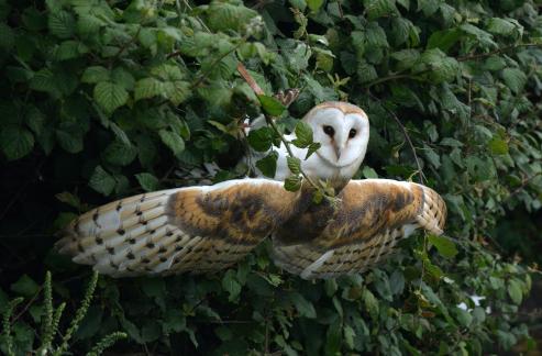 Barn owl rotating its head