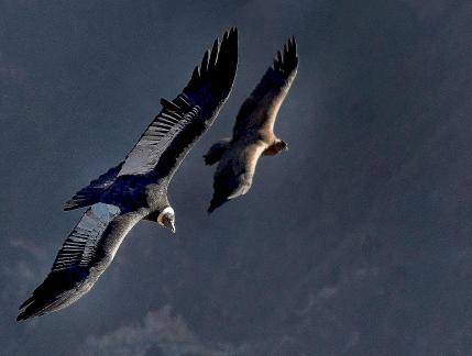 Flight of the Condor 6