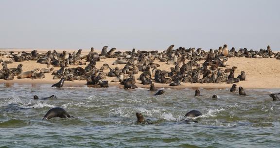 Cape Seals_16