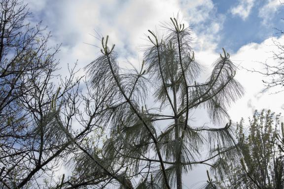 Pine and sky