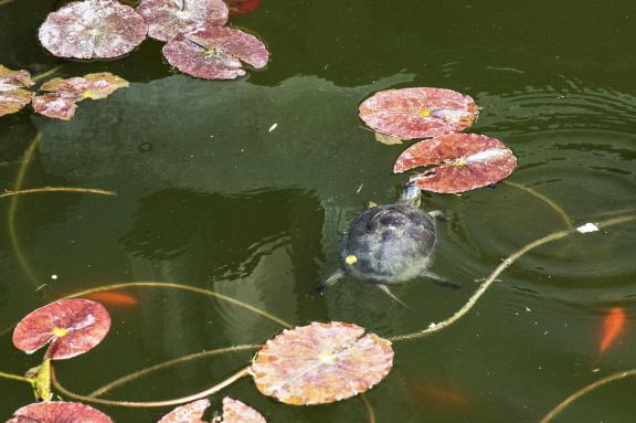 The surface of the pond