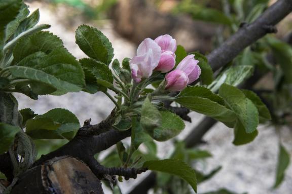 Spring awakening