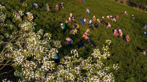 Tea Picking2