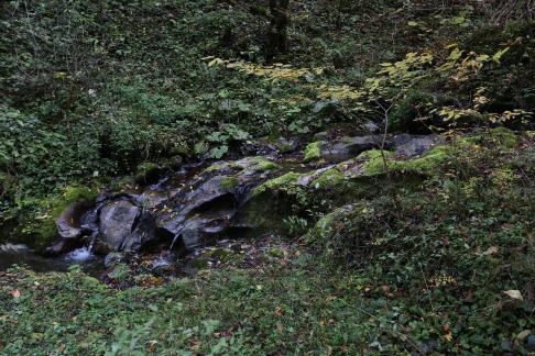 Deep forest spring water 11